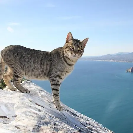 Ambar - Plusholidays ヴィラ